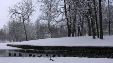 ördekler karla kaplı bir havuzda