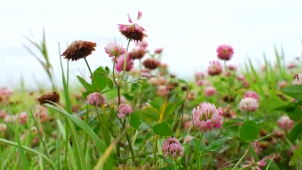 Trébol Brillante Balanceándose Viento Los Campos — Vídeos de Stock