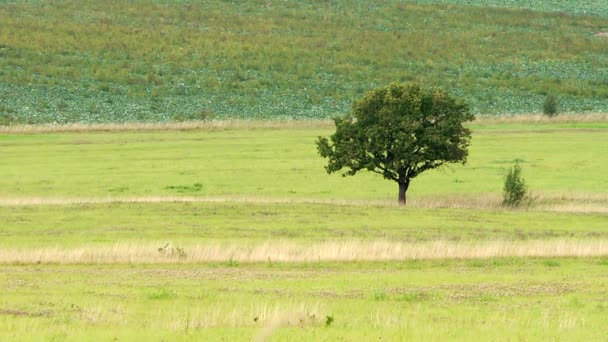 Ένα Μοναχικό Δέντρο Ανάμεσα Καταπράσινα Λιβάδια — Αρχείο Βίντεο