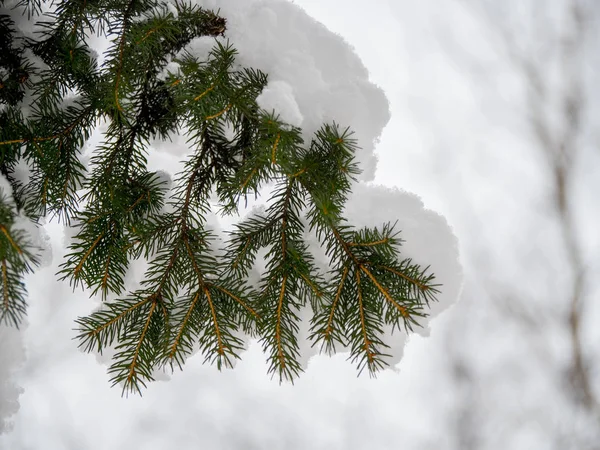 Dennentakken Bedekt Met Sneeuw — Stockfoto