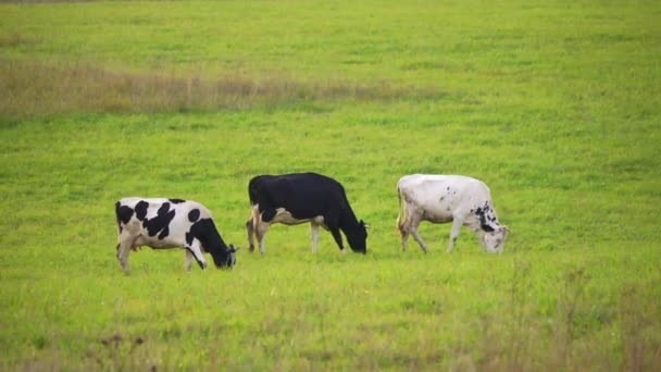 Pasture Colorful Cows — Stock Video