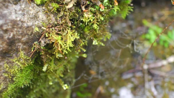 森林流和蜘蛛网 — 图库视频影像