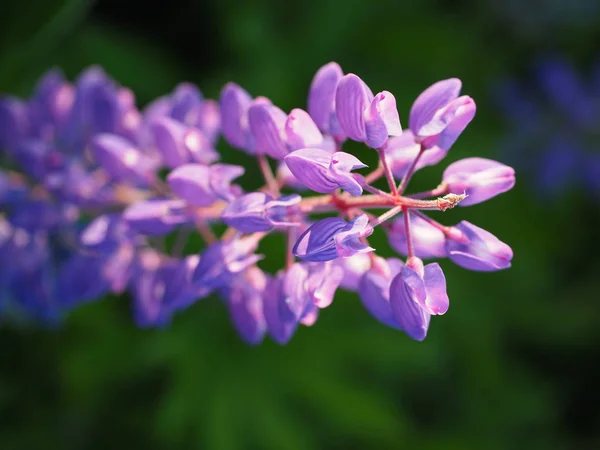 Fleurs Sauvages Sur Une Prairie Verte Jour Été — Photo