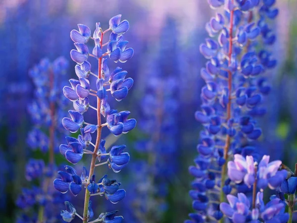 Vilda Blommor Grön Äng Sommardag — Stockfoto