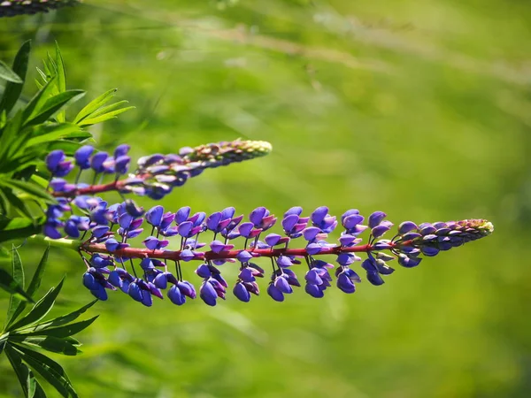 夏の日の緑の草原の野生の花 — ストック写真