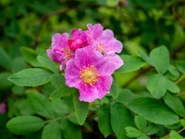 inanılmaz güzellik mor çiçek 