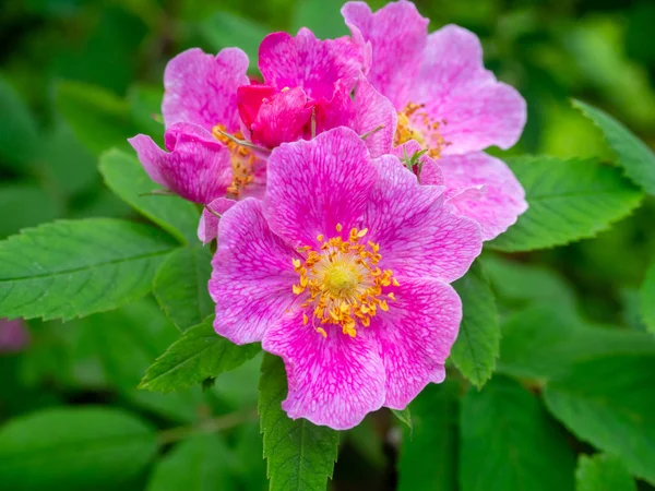 Lila Virág Hihetetlen Szépséget Egy Nyári Napon — Stock Fotó
