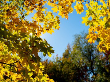 Sonbahar güneşine karşı sarı kırmızı ve yeşil yaprakları