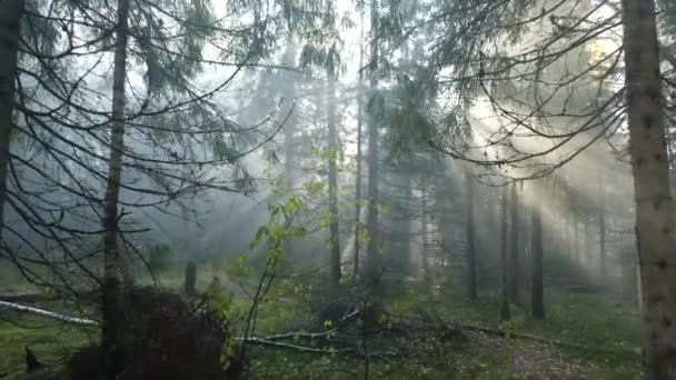 Tournage panoramique dans la forêt. Les rayons du soleil traversent le brouillard et les branches des arbres. Des gouttes tombent des branches .