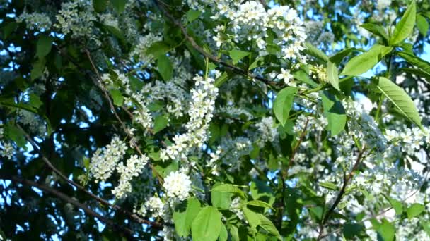 手前に緑色の葉を持つ白い桜の花 春の陽射しにおいて — ストック動画