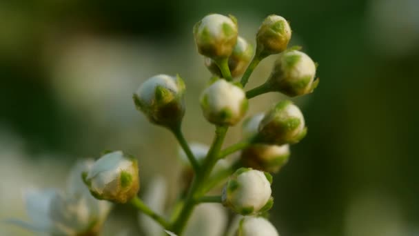 Flores Blancas Cerezo Con Hojas Verdes Primer Plano Los Rayos — Vídeos de Stock