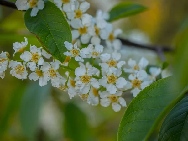 Яркие Красивые Цветы Сирени Вишни Зеленых Ветвях Весенний Вечер Лучах — стоковое фото