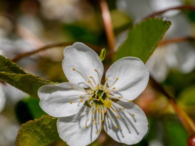 Güneşli bir bahar gününde vahşi renkler ve kokular. Beyaz harika çiçekler ve yeşil yapraklar.