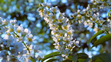 Yeşil yapraklı bir dal ve beyaz bahar çiçekleri yeşil çimenlerin arka planında sallanıyor..