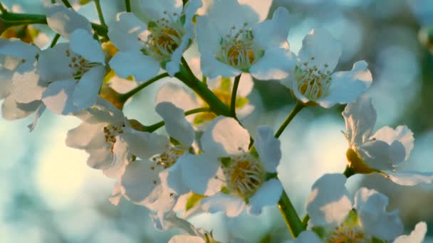 Ветка Зелеными Листьями Белыми Весенними Цветами Качается Фоне Зеленой Травы — стоковое видео