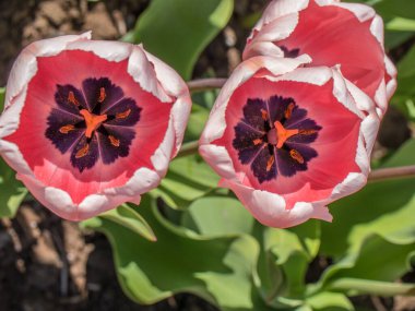 Bahar güneşinin altında pembe ve yeşil laleler. Çiçekler bir çiçek tarlasında, tek başına..