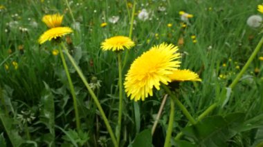 Yeşil çimen, sarı karahindiba ve nektar toplayan arılarla dolu bir açıklık..