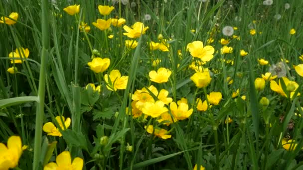 Une Clairière Avec Herbe Verte Des Pissenlits Jaunes Des Abeilles — Video