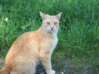 Yeşil çimlerin üzerinde poz veren güzel kırmızı kedi.