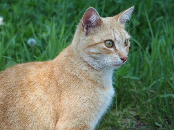 Mooie Rode Kat Poseren Een Achtergrond Van Groen Gras — Stockfoto