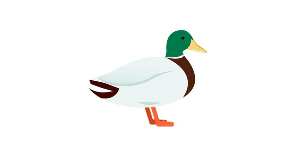 Duck Isolated Vector Illustration — Stock Vector