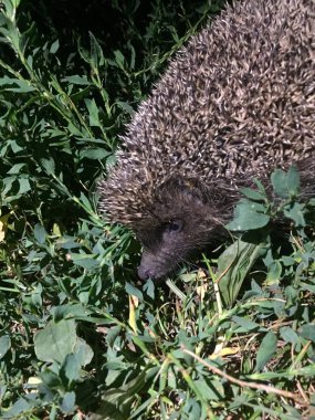 serin Doğu Avrupa kirpi