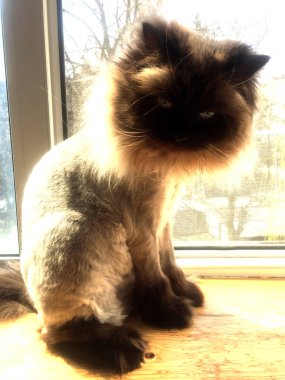 pencere üzerinde sheared siyam kedisi