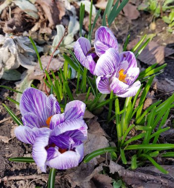 Ormanda Menekşe Safran çiçekleri