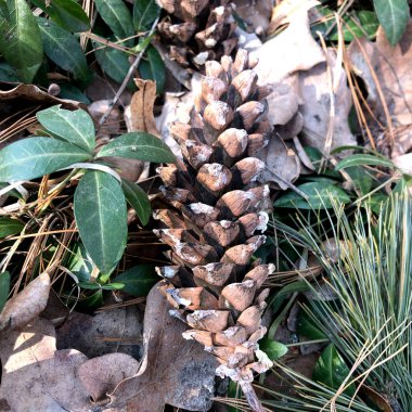 yeryüzünde ormanda bir yumru