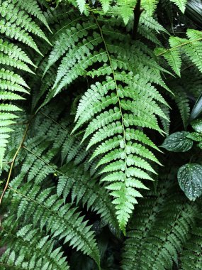 Güzel eğreltiotu yaprakları yeşil yapraklar doğal çiçek eğreltiotu arka planı