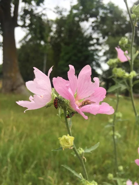 재미 야생 핑크 꽃 — 스톡 사진