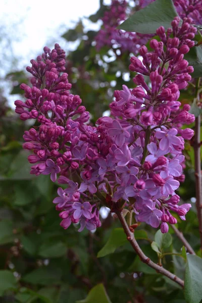 Spring branch of blossoming lilac — Stock Photo, Image