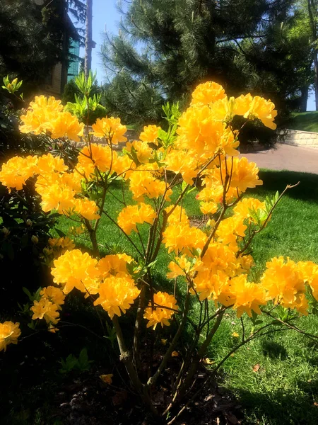Flores amarillas de crecimiento divertido —  Fotos de Stock