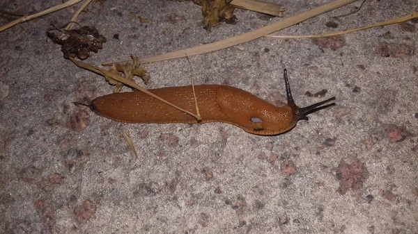 Escargot brun sur béton — Photo