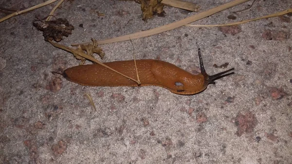 Braune Schnecke auf Beton — Stockfoto