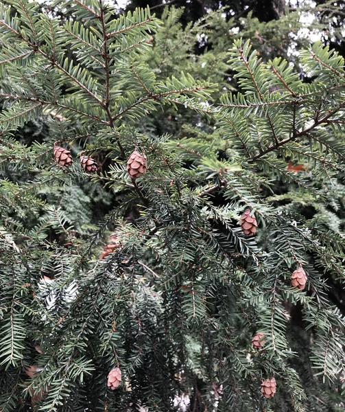 Conos en el árbol — Foto de Stock