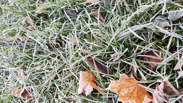 Gefallene Blätter auf grünem Gras mit weißem Frost, abstrakter natürlicher Hintergrund. — Stockfoto