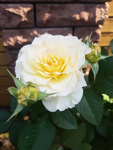 Rose blanche naturelle fleur gros plan sur buisson vert — Photo