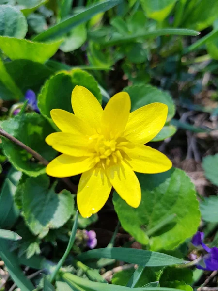 Fleurs jaunes Ficaria verna, avec feuilles vertes au printemps. Premières fleurs jaunes printanières . — Photo