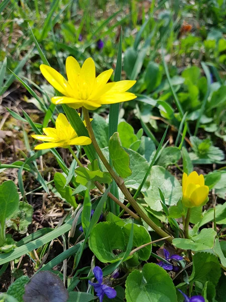 Petites fleurs jaunes sur l'herbe verte — Photo