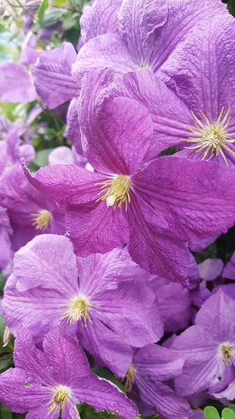 Belo roxo Geranium fechar flores do jardim — Fotografia de Stock