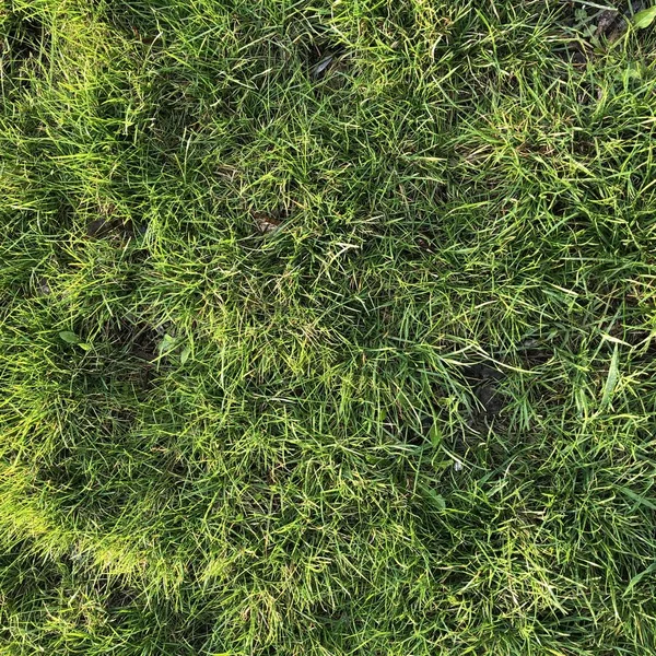 背景クールな新鮮なノーカット緑の草 — ストック写真