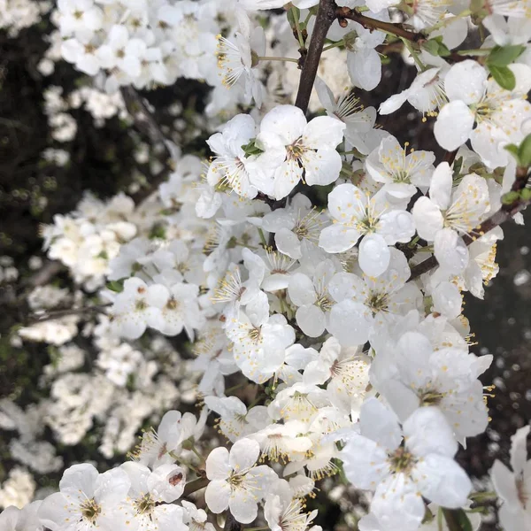 Bahar ağacında beyaz çiçekler açar.