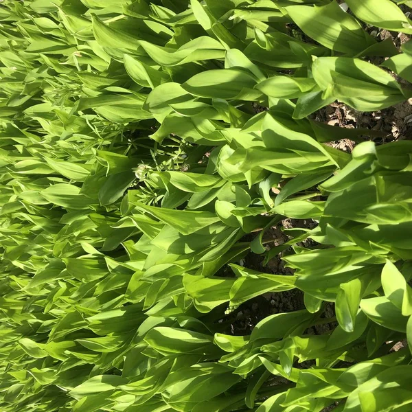 arka plan Genç zambak erken ilkbaharda sürgünler.