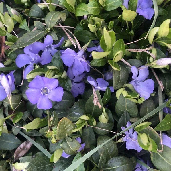 Lindas flores roxas de vinca no fundo de folhas verdes . — Fotografia de Stock