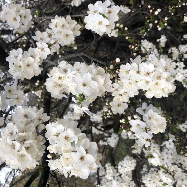 White blossoms flowers on the tree of spring — Stock Photo, Image