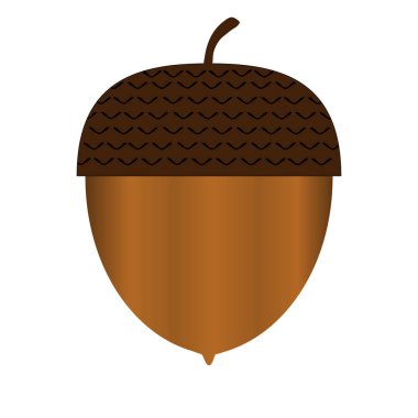 beyaz arka plan üzerinde gerçek meşe palamudu