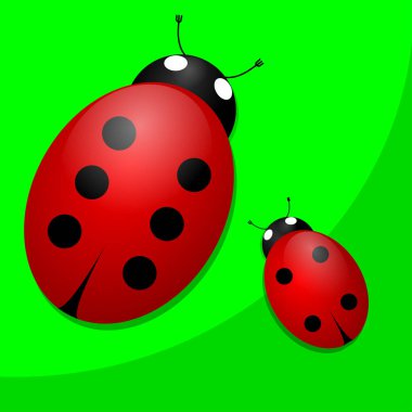 Yeşil arka planda iki ladybugs