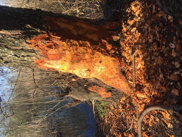 El árbol después de que el castor trabaja — Foto de Stock