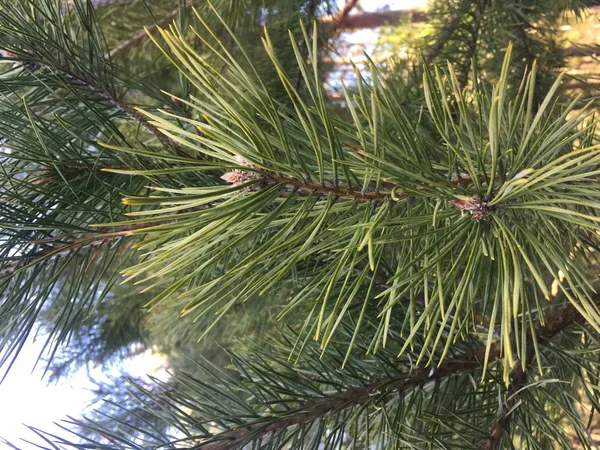 Groene naalden op de takken van een dennenboom — Stockfoto